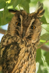 Obraz premium short-eared owl on branch