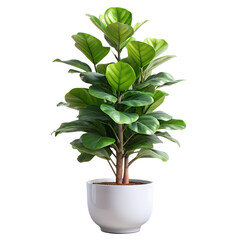 Obraz premium Fiddle Leaf Fig Tree Plant tree with latest design pot white transparent png download