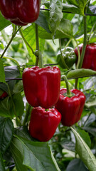 Rows of red bell peppers growing in a greenhouse. The vibrant green leaves and ripe peppers create a lush and productive agricultural scene, ideal for farming and gardening content.