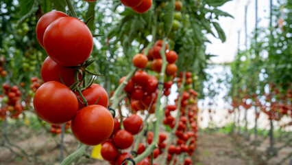 Rows of tomatoes growing in a greenhouse. Ripe tomatoes create a lush and productive agricultural setting, ideal for agricultural and gardening content.