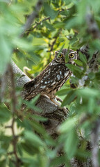 little owlet on branches