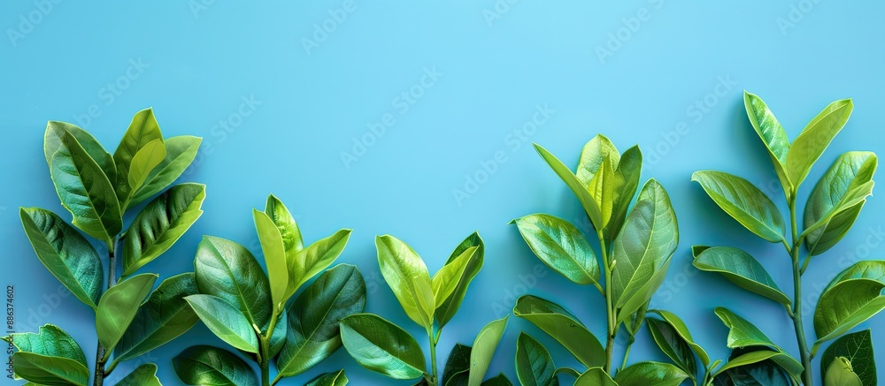 Aufkleber Fresh green laurel branches set against a blue backdrop with space for text or graphics Focus is on the branches. copy space available