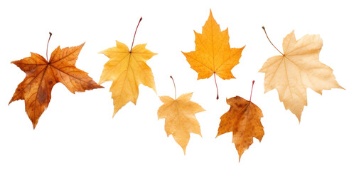 Fototapeta premium PNG Autumn leaves maple plant.