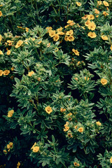 Lush green bush of cinquefoil blossoming with yellow flowers in dark contrasting tones.