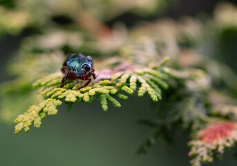 Close-up of Anomala vitis, the vine chafer, green beetle with water droplets, on the green leaves