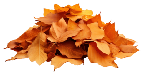 PNG Autumn leaves plant leaf.
