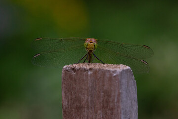 Close-up of the dragonfly Vagrant darter Sympetrum vulgatum on a top of wooden slat
