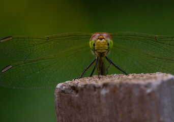 Close-up of the dragonfly Vagrant darter Sympetrum vulgatum on a top of wooden slat
