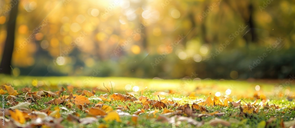 Poster nature scene with a blurred autumn park as a background with selective focus offering copy space ima