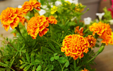 Yellow and orange marigold flowers in bloom