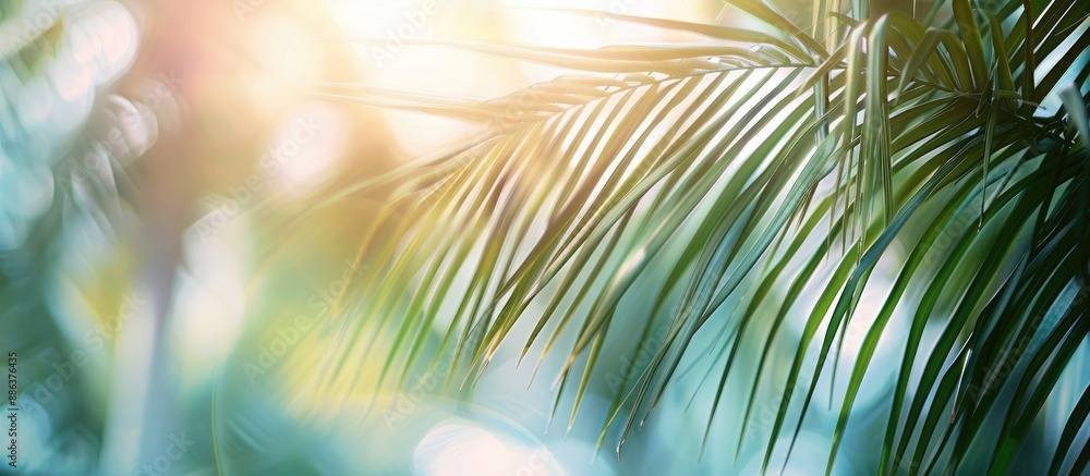 Poster Sunlit palm fronds providing a serene backdrop in a tranquil tropical copy space image