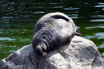 gray sea lion seal basks on the rock in green water lies