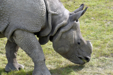 Fototapeta premium gray rhinoceros without horn feeds in the zoo