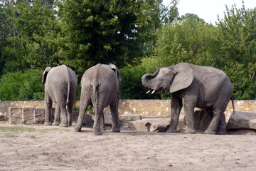 Obraz premium a small herd of elephants on the catwalk at the zoo