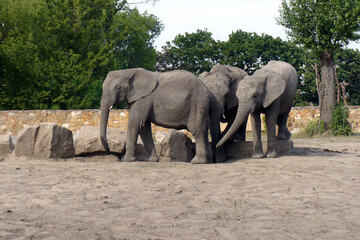 Fototapeta premium a small herd of elephants on the catwalk at the zoo