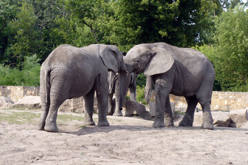 a small herd of elephants on the catwalk at the zoo