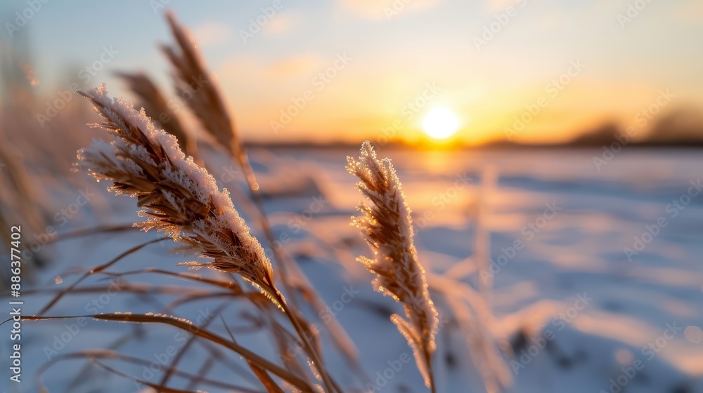 Aufkleber close-up of frost-covered reeds in a snow-covered field with the sun setting in the background, cast