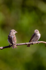 sparrow on a branch