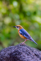 Bird on top