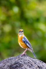 bird on stone