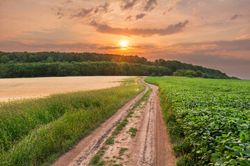 Picturesque sunset in the countryside. Agricultural fields along the field road leading to the forest