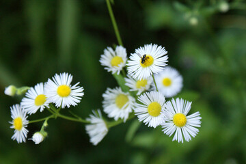 insect fly on a camomile flower a few heads of flowers