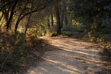 Camino en bosque cerrado de encinas con entrada lateral de luz del sol al atardecer, Alcoy, España