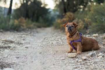 La perrita anciana Nami sentada en el sendero durante excursión en Alcoy, España