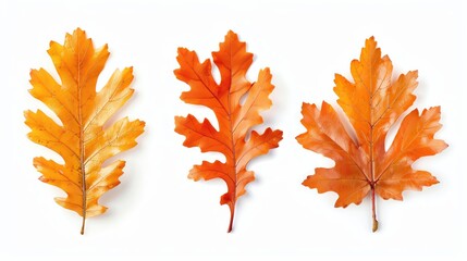 Fototapeta premium Golden oak leaves set on solid white background