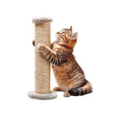 The cat is sharpening his claws on the scratching post. Isolated on transparent background.