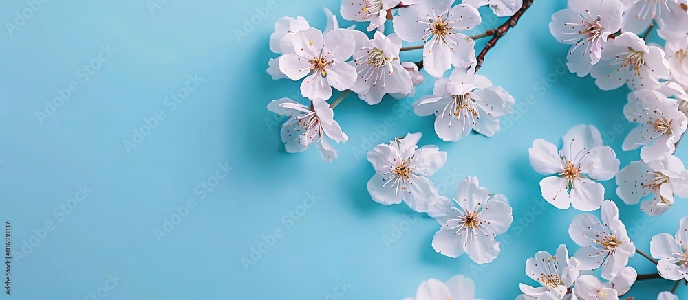 Poster top view of white cherry blossoms in spring on a blue backdrop with space for text, creating a seaso