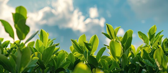 Obraz premium Foreground the green leaves against a white cloud backdrop in a captivating copy space image.