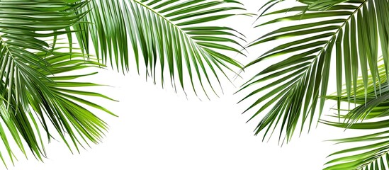 Obraz premium Isolated green palm leaves on a white background with a clipping path for design purposes, making it a perfect copy space image.