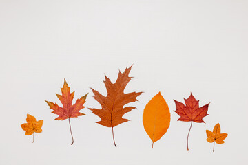 Colorful autumn leaves on white wooden background, minimal autumn backdrop