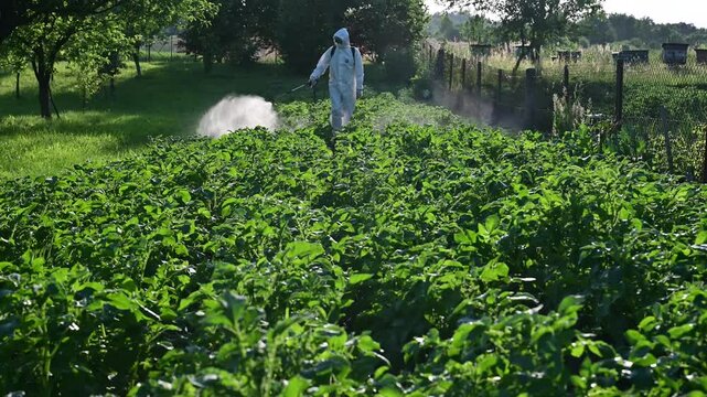 Chemical treatment of potato plants from blight like Phytophthora infestans or late blight fungus and pests like wireworm and Colorado beetle. Timelapse video