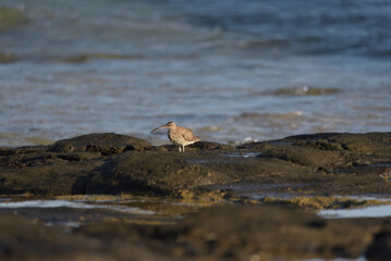 Curlew in the sun
