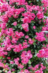 Beautiful pink cup shaped rose flower blooming in a rose garden in Izu.