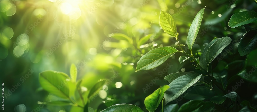 Poster lush green leaf set on a blurred garden backdrop with sunlight, creating a natural background with a