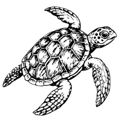 Sketch of a sea turtle swimming, top view, on a white background © dasha122007