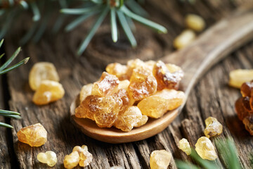 Frankincense resin crystals on a wooden spoon, with spruce branches