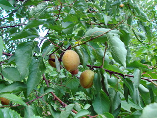 It is far from every year that you get the joy of enjoying juicy, sweet apricot fruits.