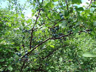 Fototapeta premium An amazingly delicious picture of the sweet fruits of a young plum under the rays of the hot June sun in a harvest year.