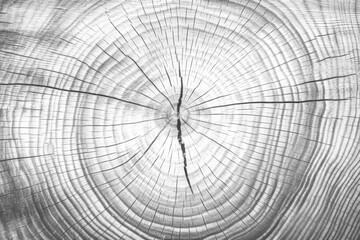 PNG Oak annual ring wood backgrounds texture.