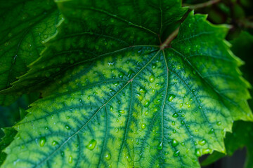 Plant details in macro showcase the beauty of nature with green backgrounds and soft light, highlighting eco-friendly textures, fresh leaves, and organic foliage