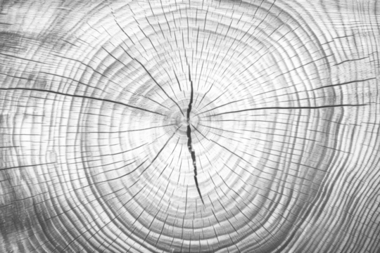 PNG Oak annual ring wood backgrounds texture.