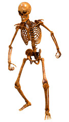 3D Rendering Human Skeleton on White