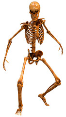 3D Rendering Human Skeleton on White