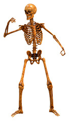 3D Rendering Human Skeleton on White