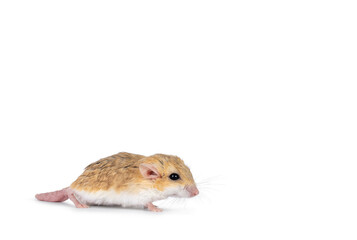 Side view of Fat tailed gerbil aka Pachyuromys duprasi, standing side ways. Looking ahead away from camera. Isolated on a white copy space background.