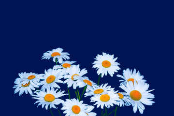White bright daisy flowers on a background of the summer landscape.